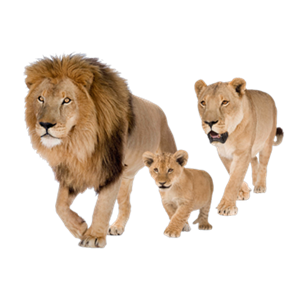 Lions PNG-23257